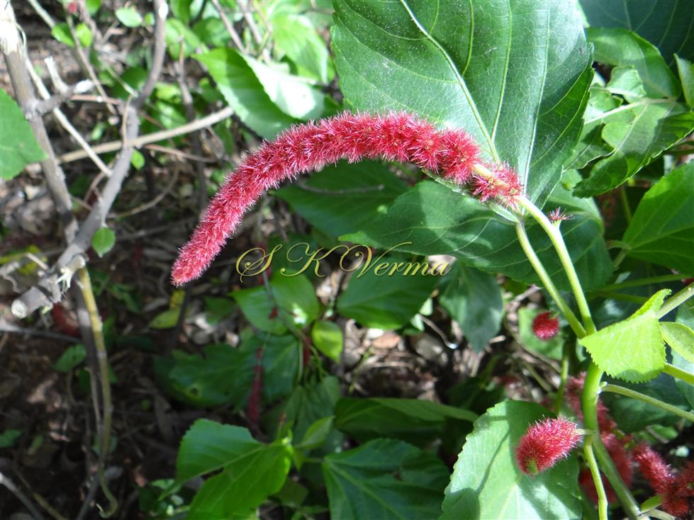  Female Inflorescence